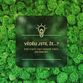 🌿 Věděli jste, že… sobí mech není vůbec mech? 🤯 Tenhle hebký fešák, který si hoví v mechových obrazech, je ve skutečnosti...